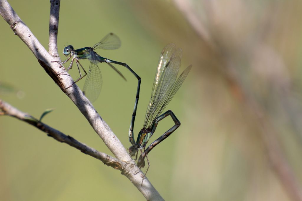 Lestes virens vestalis?  No, Chalcolestes viridis